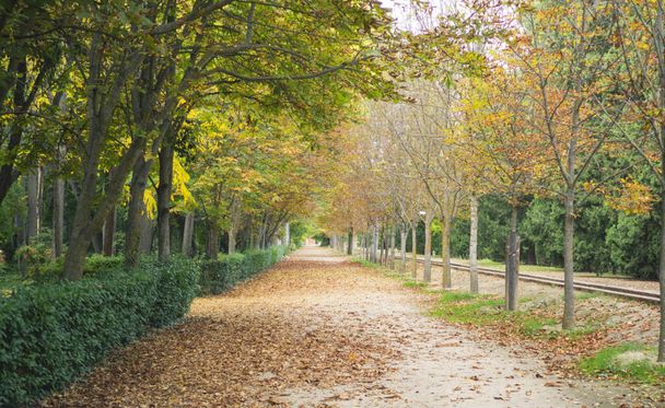公園、庭園、宮殿Aranjuez, Madrid, Spain, Europe - 写真・画像