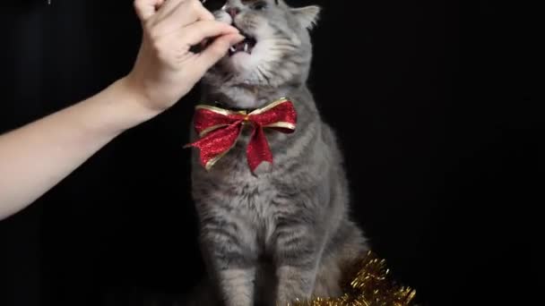 The cat eats on a New Year 2022 with glasses - Footage, Video