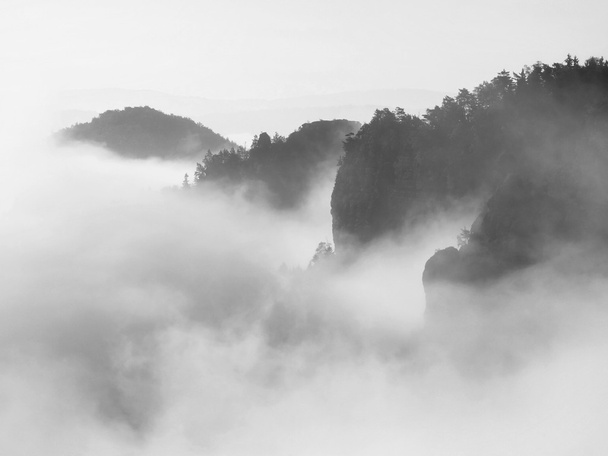 Paysage d'automne couvert de brouillard épais. Vue sur la vallée profonde et brumeuse du parc national allemand, en Europe. Image en noir et blanc
. - Photo, image