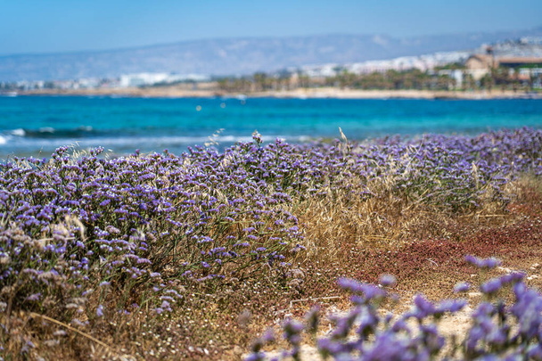 Limonium sinuatum geflügelter Mittelmeer-Lavendel, der wild an der Küste Zyperns wächst. Wunderschöne Küste in Paphos, Zypern mit lila Blüten im Mai. Wildblumen violett an der felsigen Küste in Paphos. - Foto, Bild