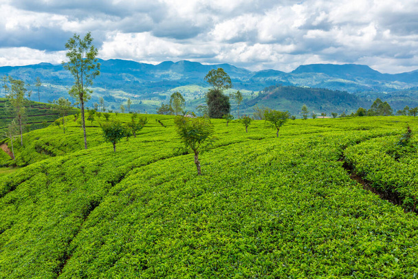 Picturesque natural landscape. Green tea plantations in the highlands. Growing tea. - Photo, image