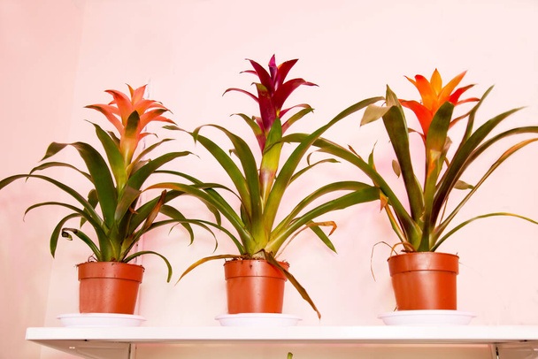 Bromelia flowers are pink, lilac and yellow in pots on a white background. Flora home indoor plants flowers. - Фото, изображение