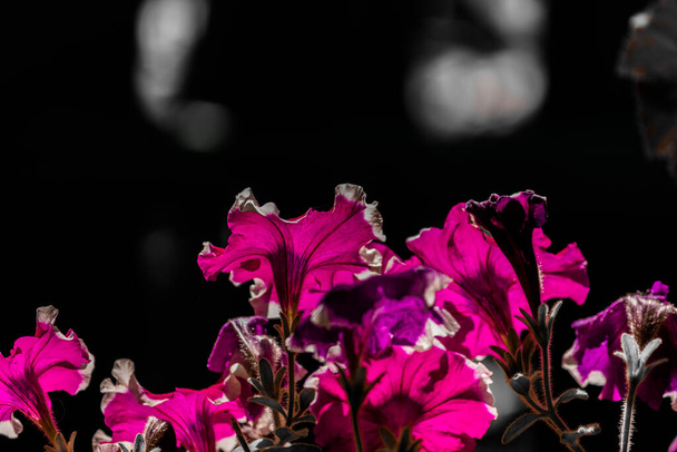 Λιλά μπουμπούκια πετούνια σε σκούρο ζοφερό φόντο. - Φωτογραφία, εικόνα