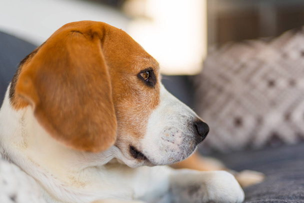 Cane beagle maschio adulto che riposa in mobili da giardino. Profondità di campo ridotta. - Foto, immagini