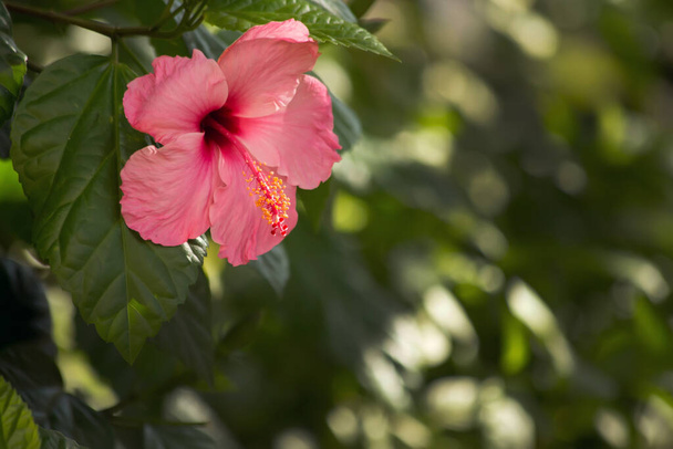 Розовый китайский розовый цветок. Красный гибискус. Закрыть - Фото, изображение