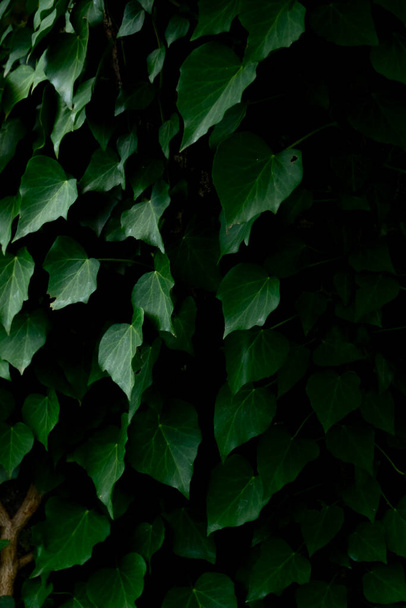 Close up of ivy leaves background - Фото, изображение