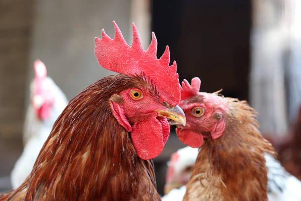 Red rooster and hens on the farm, poultry concept. Chickens in countryside - Φωτογραφία, εικόνα