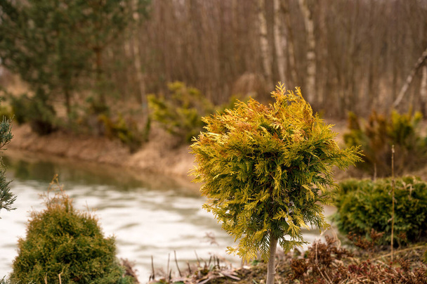 Nahaufnahme eines grünen und gelben Buschbaums im privaten Garten. Es war im Teich. Vorfrühling. Trockenes Gras. - Foto, Bild