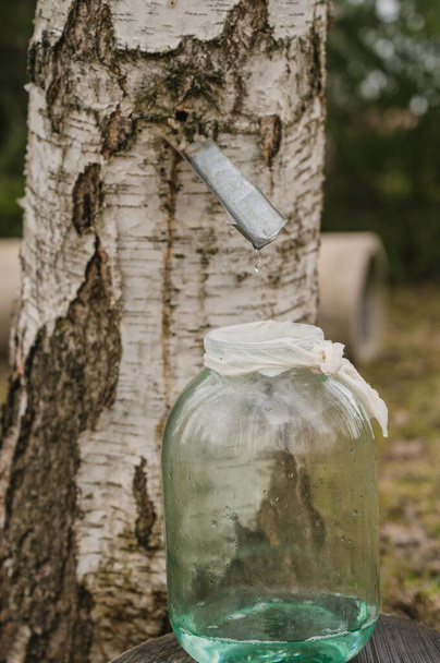 Extraction of birch sap in jar. Close-up. Spring nature. - Foto, Bild
