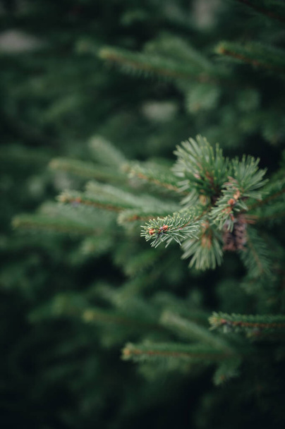 Close-up of green spruce branch. Tree in forest. Beautiful nature. Background nature texture. - Φωτογραφία, εικόνα