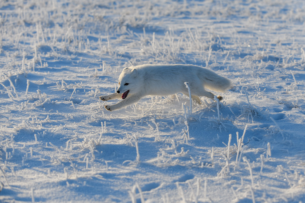 Zorro ártico salvaje (Vulpes Lagopus) en tundra en invierno. Zorro ártico blanco corriendo. - Foto, imagen