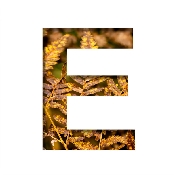 The letter E is cut from white paper with autumn fern leaves background, late autumn font or alphabet. Collection of decorative fonts. - Foto, immagini