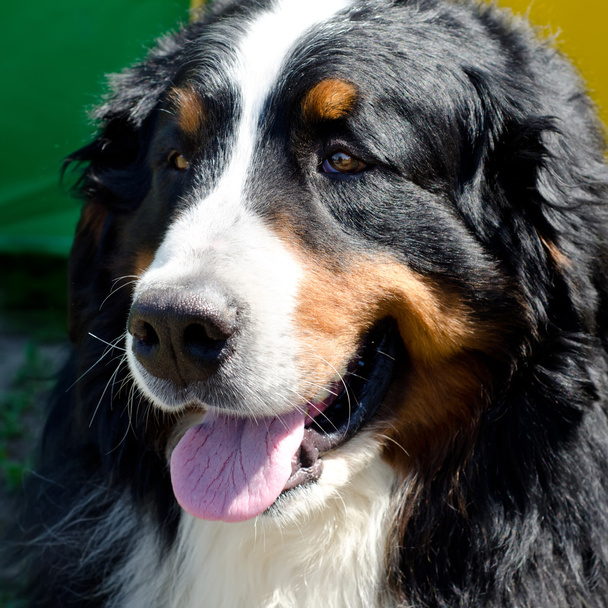 Бернская горная собака
 - Фото, изображение