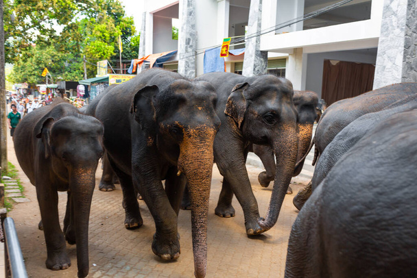 A herd of elephants is led down a city street after swimming in the river. Elephant orphanage in Sri Lanka. Colombo, Sri lanka - 02.06.2018 - Photo, Image