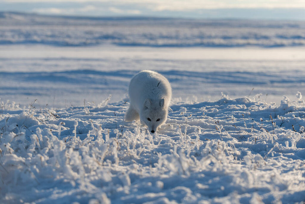 Raposa ártica selvagem (Vulpes Lagopus) em tundra no inverno. Raposa ártica branca. - Foto, Imagem