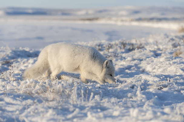 Renard arctique sauvage (Vulpes Lagopus) dans la toundra en hiver. Renard arctique blanc. - Photo, image