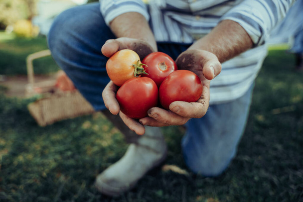 Primer plano caucásico macho agricultor holding grupo de grandes tomates cherry rojos recién cosechados  - Foto, imagen