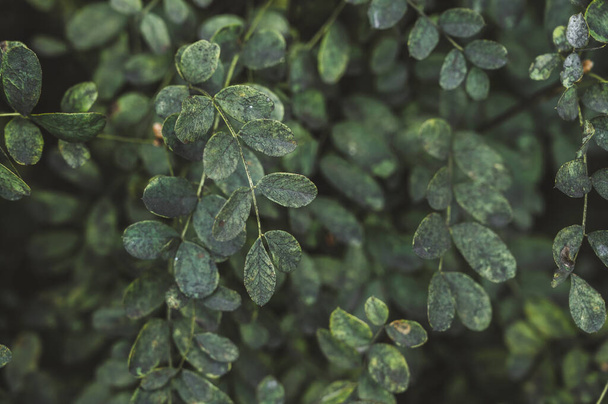 Nature background. Green leaves of bush. - Photo, Image