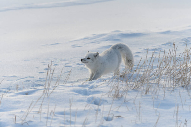 Villi arktinen kettu (Vulpes Lagopus) tundralla talvella. - Valokuva, kuva