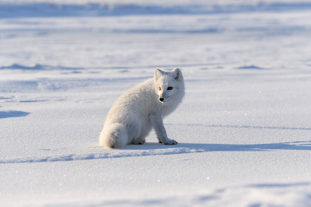 Lis arktyczny w tundrze syberyjskiej w okresie zimowym. - Zdjęcie, obraz