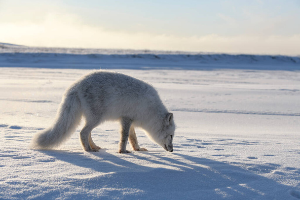 シベリアツンドラで冬の時間の北極キツネ   - 写真・画像
