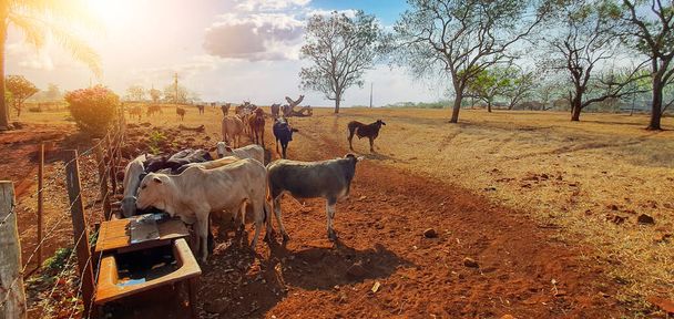 Sığır çiftliğinde gün batımında saman yiyen inekler. Bir grup inek çiftlikte otlak yiyor.. - Fotoğraf, Görsel