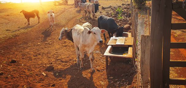 Sığır çiftliğinde gün batımında saman yiyen inekler. Bir grup inek çiftlikte otlak yiyor.. - Fotoğraf, Görsel