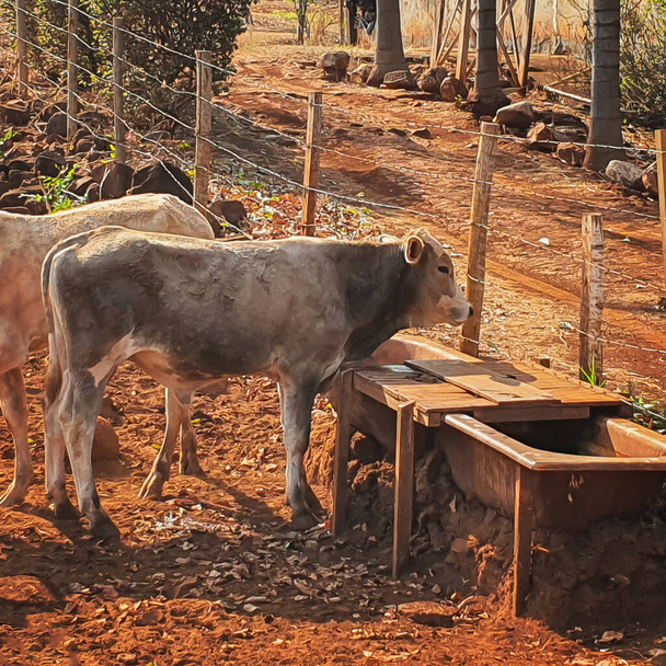 Коровы в коровнике едят сено на закате. Группа коров ест пастбища на ферме. - Фото, изображение