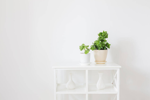 houseplants in pots on white wooden shelf on background white wall - Foto, Imagem