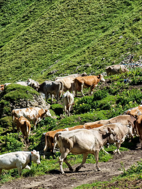 A vertical shot of cows on a green mountain in Val Formazza, Italy - Фото, изображение