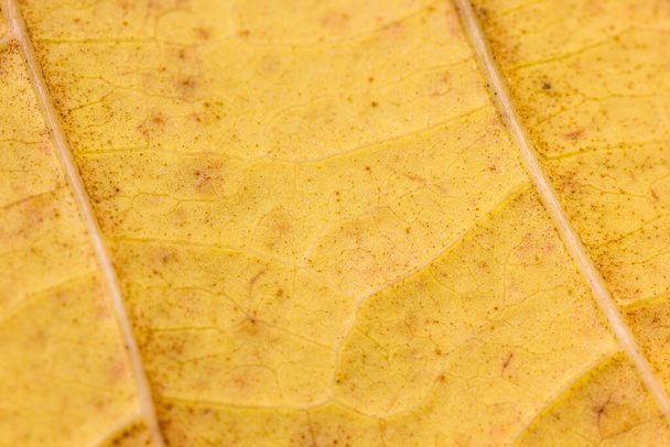 A closeup shot of a yellow leaf surface - Foto, Imagen