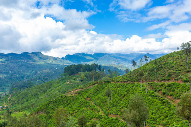 Picturesque natural landscape. Green tea plantations in the highlands. Growing tea. - Zdjęcie, obraz