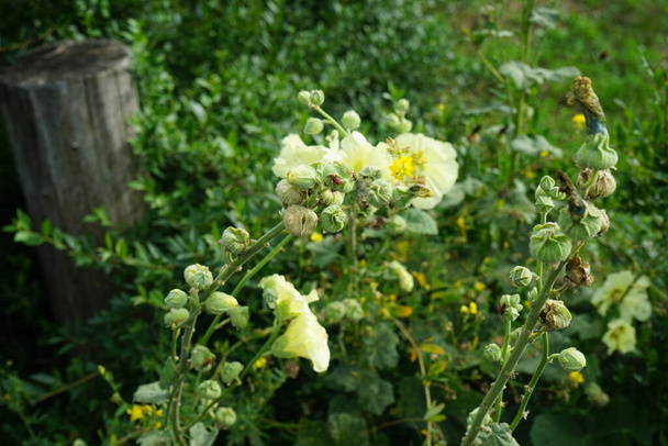 Yellow Alcea rosea blooms in late July. Alcea rosea, the common hollyhock, is an ornamental dicot flowering plant in the family Malvaceae. Berlin, Germany   - Photo, Image