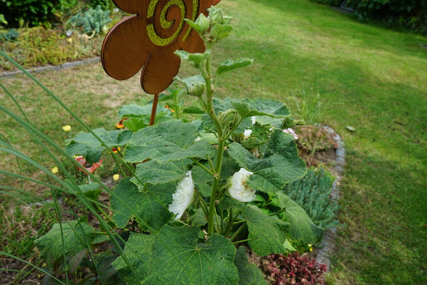 White double Alcea rosea blooms in the garden. Alcea rosea, the common hollyhock, is an ornamental dicot flowering plant in the family Malvaceae. Berlin, Germany  - Photo, Image