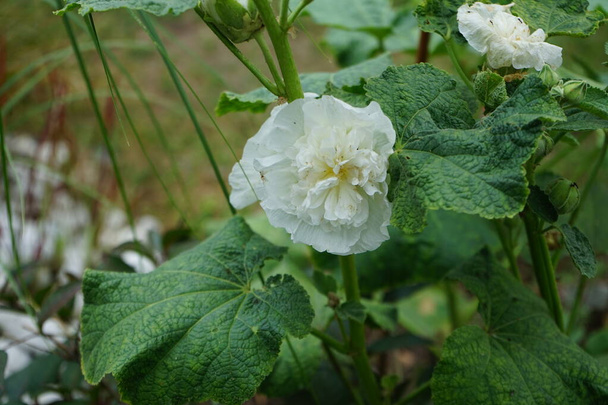 Біла Alcea rosea цвіте в саду. Alcea rosea - це декоративна квіткова рослина з родини Malvaceae. Берлін (Німеччина)  - Фото, зображення