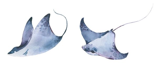 Stingray akvarel kolekce, Sada mořských živočichů Modrý oceán Stingray ryby. - Fotografie, Obrázek