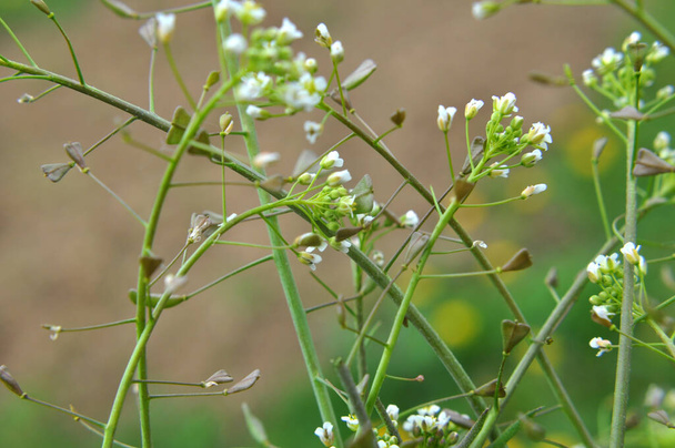 V přírodě, pole roste Capsella bursa-pastoris - Fotografie, Obrázek