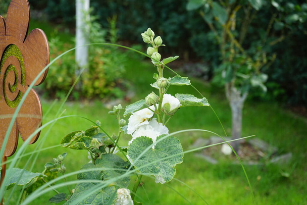 Fehér dupla Alcea rózsa virágzik a kertben. Az Alcea rosea, a közönséges hollyhock, a Malvaceae család dísznövénye. Berlin, Németország  - Fotó, kép