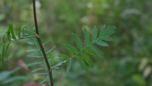 Tansy in slight breeze, picking young leaves (Tanacetum vulgare) - Filmagem, Vídeo