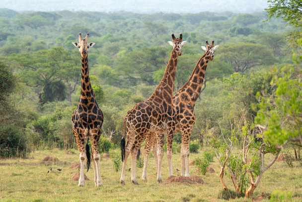 Baringo Zürafası (Giraffa camelopardalis), Murchison Falls Ulusal Parkı, Uganda - Fotoğraf, Görsel