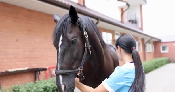 Médico veterinario femenino lleva a cabo el examen físico de caballo negro 4k película - Metraje, vídeo