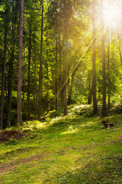 lesním palouku ve stínu stromů při západu slunce - Fotografie, Obrázek