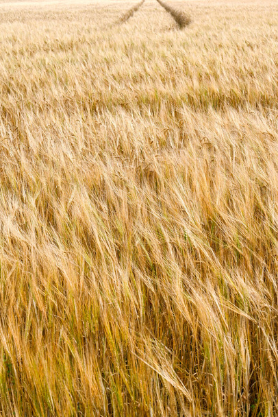 Vehnäpelto puhaltaa lempeässä tuulessa - Valokuva, kuva