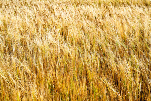 畑で育った小麦のクローズアップ。 - 写真・画像