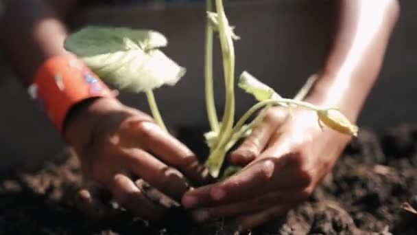 Child planting a plant into soil in slow motion on a sunny afternoon - Filmati, video