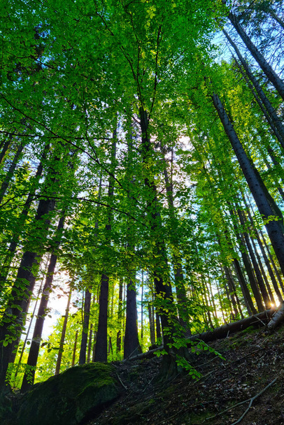 Dikey fotoğraf. Gün batımında güzel yeşil orman - Fotoğraf, Görsel