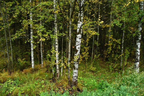 秋の色。風景。混合林。初秋の紅葉とハーブ. - 写真・画像