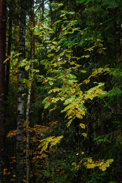 Цвета осени. Пейзаж. Смешанный лес. Цветные листья и травы ранней осенью. - Фото, изображение