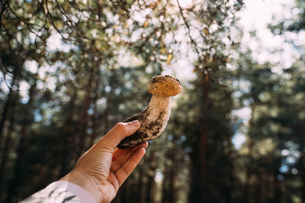 Woodland harvest in autumn. Hand holding small Porcini mushroom. Closeness to the nature. hiking and mushroom picking.  - Valokuva, kuva