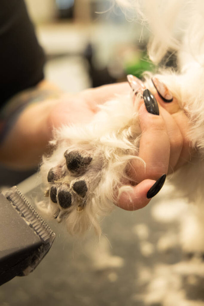 İnsan ellerinde köpek pençesi için tırnak makası kuaför servisi dikey fotoğrafçılık konsepti - Fotoğraf, Görsel